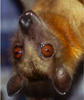 bat