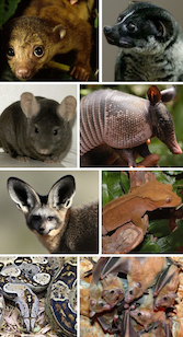 mammals and more