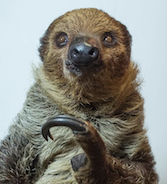 sloth encounter